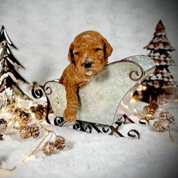 Goldendoodle Puppies from Jeremy Dafoe