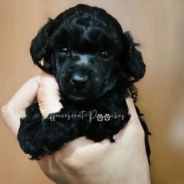 Nyx - Black female Poodle puppy in Coolidge, Arizona from Effervescent-Pooches