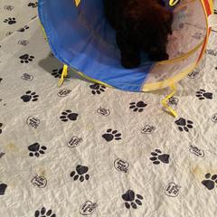 Bouvier des Flandres Puppies from Julie Smith