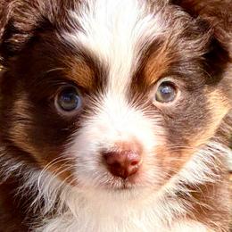 Girl 1 - Red tri female Toy Australian Shepherd puppy in Red Oak, Texas from Brushy Creek Aussies & Mini Aussies