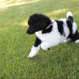 Poodle Puppies from Solo Standards