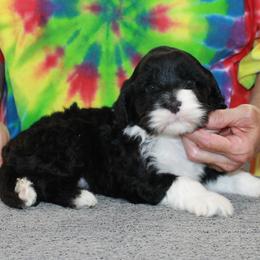 Markie - Black and white male Portuguese Water Dog puppy in Beatrice, Nebraska from Success Portuguese Water Dogs