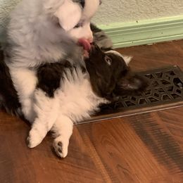 Toy Australian Shepherd Puppies from Desert Fox Aussies