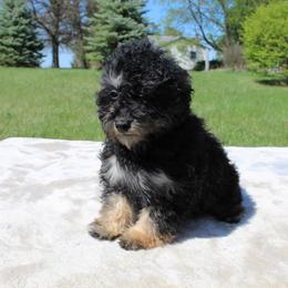 Sweetie - Phantom female Poodle puppy in Hopkins, Missouri from Mowry Creek Mini Aussiedoodles and More