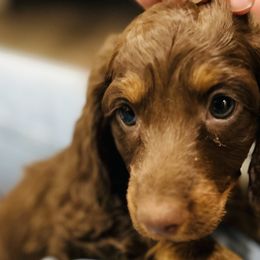 Boy 2 - Dachshund puppy from Johnson Prairie Pups