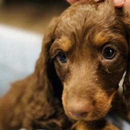 Boy 2 - Dachshund puppy from Johnson Prairie Pups