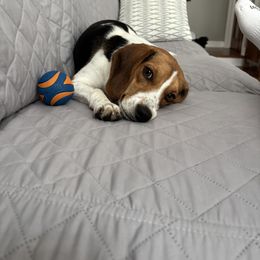 Beagle All Grown Up from Rustic Farm Sporting Beagles