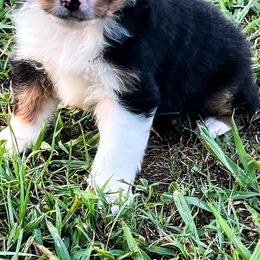 Miniature Australian Shepherds from KD Miniature Aussies
