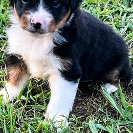Miniature Australian Shepherds from KD Miniature Aussies