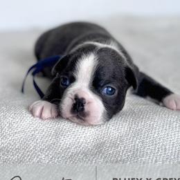 Squirtle - Blue male Boston Terrier puppy in West Jefferson, Ohio from Kline Kennels