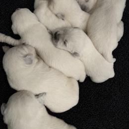 Boy 4 - male Golden Retriever puppy in Fort Morgan, Colorado from Golden Girls Kennels, LLC