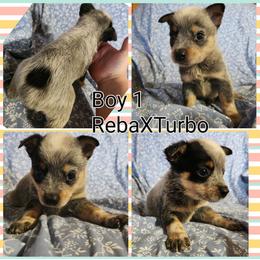 Boy 1 - Blue male Australian Cattle Dog puppy in Bradford, Arkansas from Cedar Rock Heelers and Kelpies