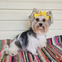 Ginny - Yorkshire Terrier