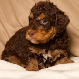 Amora (Mauve) - Phantom female Goldendoodle puppy in Palmetto Bay, Florida from SOMIDOODLES