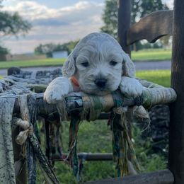 Cockapoo Puppies from East St. Poodles & Doodles