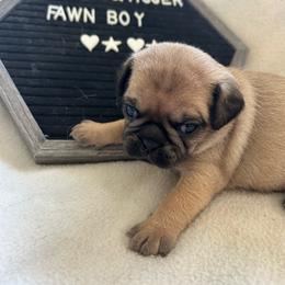 Fawn boy - Fawn male Pug puppy in Norborne, Missouri from Pug Palace