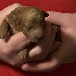 Poodle puppies from Ruth’s Poodles