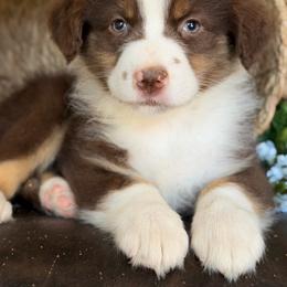 Peanut-has tail-many videos - Red tri-color male Australian Shepherd puppy in Troy, South Carolina from Australian Shepherds of 3/W Farms