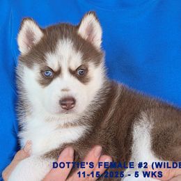 DOTTIE'S FEMALE 2 - Red and white female Siberian Husky puppy in Manilla, Iowa from Bruck's Siberian Huskies