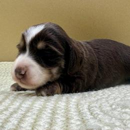 Isabel a.k.a. Belly - Chocolate and tan female Dachshund puppy in Hendersonville, North Carolina from Kim's Cove