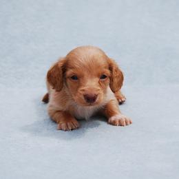 AKC Duke - Red male Dachshund puppy in Billings, Missouri from Bundles of Joy
