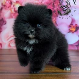 Mocha - Black female Pomeranian puppy in Fultonville, New York from Sandy Aussies & Pomeranians