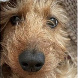 Jovie - Dachshund