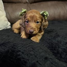 Scarlett - Dapple female Dachshund puppy in Camdenton, Missouri from Camden Line Dachshunds