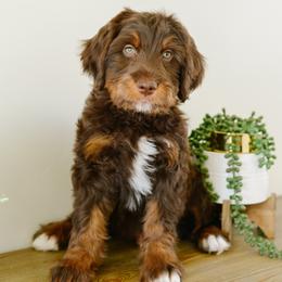 Jamie - male Australian Mountain Doodle puppy in Spanish Fork, Utah from K Brand Doodles