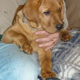 Labrador Retriever Puppies from Cold Creek Farms