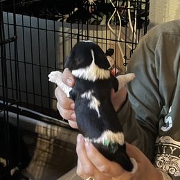 Cavalier King Charles Spaniel Puppies from Foster Cavaliers