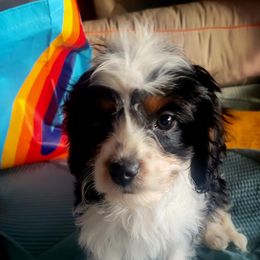 Lucy - Black and white female Cavapoo puppy in Wentworth, Missouri from Newton County Cavaliers & Cavapoos LLC