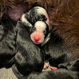 Arya - Panda female German Shepherd puppy in Garrett, Indiana from Devil-Dog Shepherds