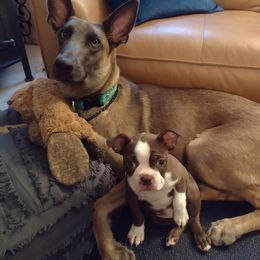 Boston Terrier Puppies from Dixe Hill Dogs