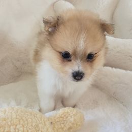 Hendrix - Black and tan parti male Pomeranian puppy in Cleveland, Tennessee from Deborah's Darlings