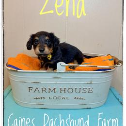 Zena - Black and cream female Dachshund puppy in Cincinnati, Ohio from Caines Dachshund Farm