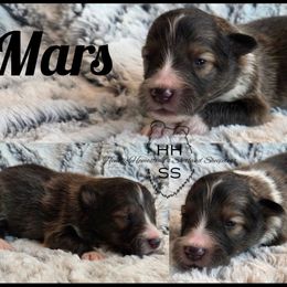 Mars - Sable and white male Shetland Sheepdog puppy in Lebanon, Tennessee from Henotic Homestead's Shetland Sheepdogs