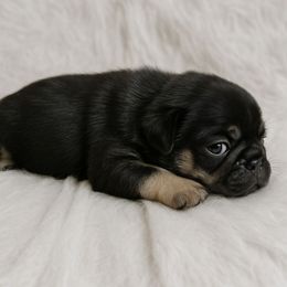 Boy 4 - Black and tan male French Bulldog puppy in Euless, Texas from Moki&Mello