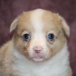 Sable Bluie Merle - Sable merle and white female American Corgi puppy in Clovis, New Mexico from Sweet & Salty Cowdogs