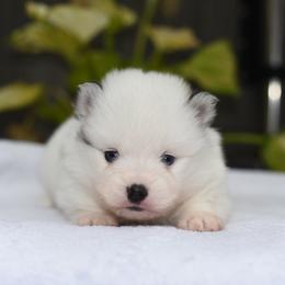 River - White male Pomsky puppy in Coos Bay, Oregon from Ocean View Pomskies