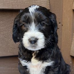 Miss Orange - Black and chalk female Australian Labradoodle puppy in Mount Gilead, North Carolina from Tillery Labradoodles