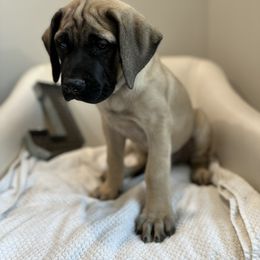 Mastiff Puppies from MLJ Mastiffs Florida