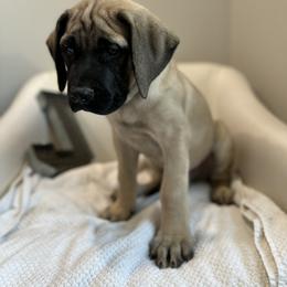 Mastiff Puppies from MLJ Mastiffs Florida
