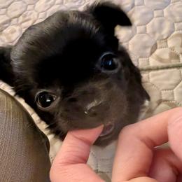 AKC Bubbles, 4200.00 - Black and white female Chihuahua puppy in Northern, Colorado from Wild Mountain Chihuahuas