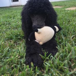 Poodle Puppies from Deaux Rey Standard Poodles