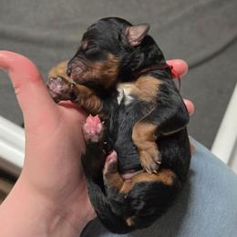 Rose - Tri-color female Bernedoodle puppy in Ashton, Idaho from Kerr Kanine Ranch