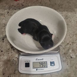 Dobbie - Black male Miniature Schnauzer puppy in Sandy, Utah from Phantom League Schnauzers