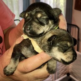Miniature Schnauzer Puppies from MoonShadows Miniature Schnauzers