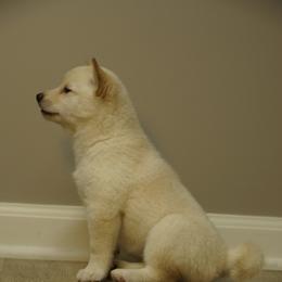Shiba Inu Puppies from Veronika's Shiba Inus