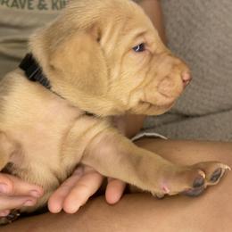 Black Boy - Golden rust male Vizsla puppy in Fairbanks, Indiana from Kismet Vizslas